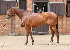 REMOJI wins at Haydock