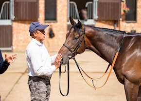 FLAVOUR MAKER gets up to win in a dead heat at Kempton