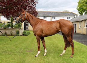 TIMELESS SOUL continues the yards winning form at Beverley