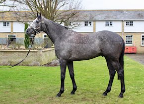 The gallant grey LANKARAN impresses at Kempton